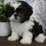 Bailey Junge