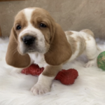 Benny male