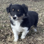 Bindi