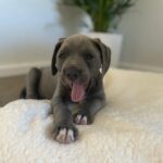 Bosco. male