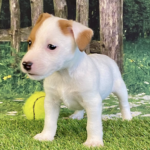 Buttercup Madchen