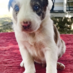 Charlie