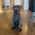 Diesel male