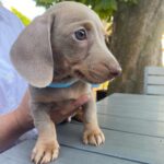Dobby Madchen