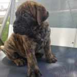 Duke