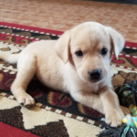 Harper Madchen