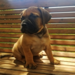 Maggie