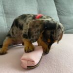 Millie Madchen