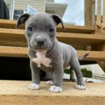 Ollie Madchen