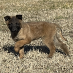 Remi male