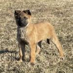 Rocky male