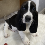Rocky male