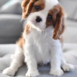 Sweet Madchen