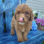 Teddy Bear Madchen
